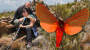 Liebe: Hobby-Forscher benennt neuen Schmetterling nach seiner Frau | Regional | BILD.de